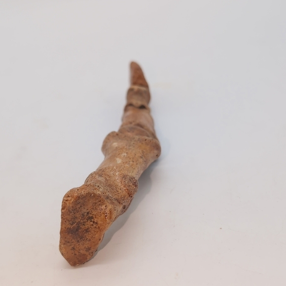 Real Fossilized Extinct Cave Bear Claw And Finger Bones Ursus spelaeus - Picture 3 of 9